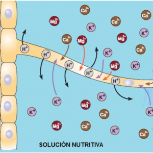 Dinámica de absorción directa de cationes y aniones en solución nutritiva hidropónica